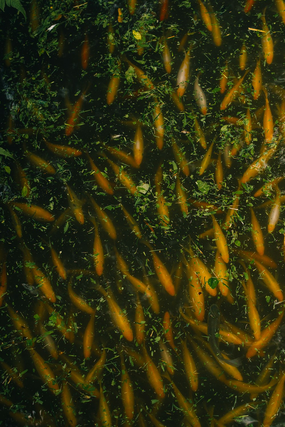 Un gran grupo de peces nadando en un estanque