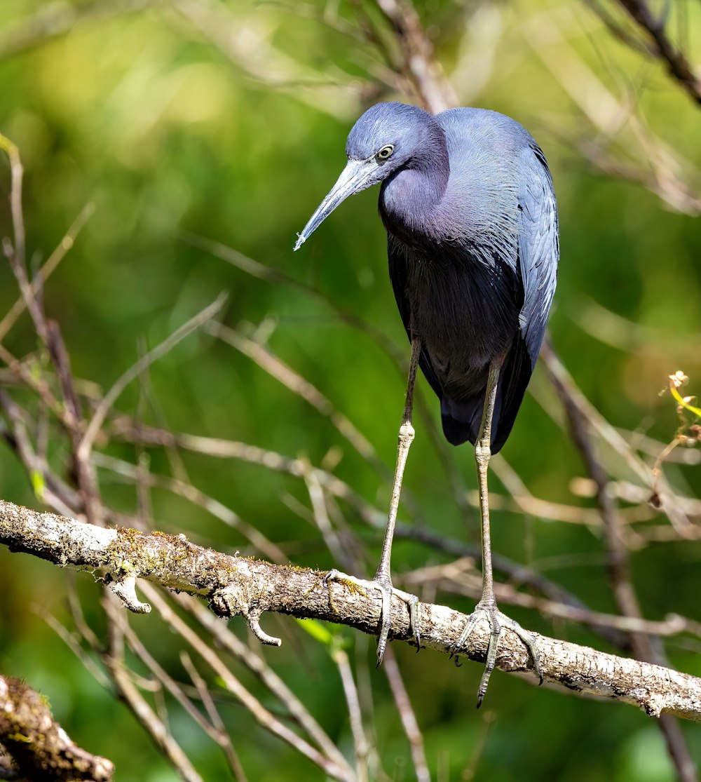 a blue bird perched on a tree branch