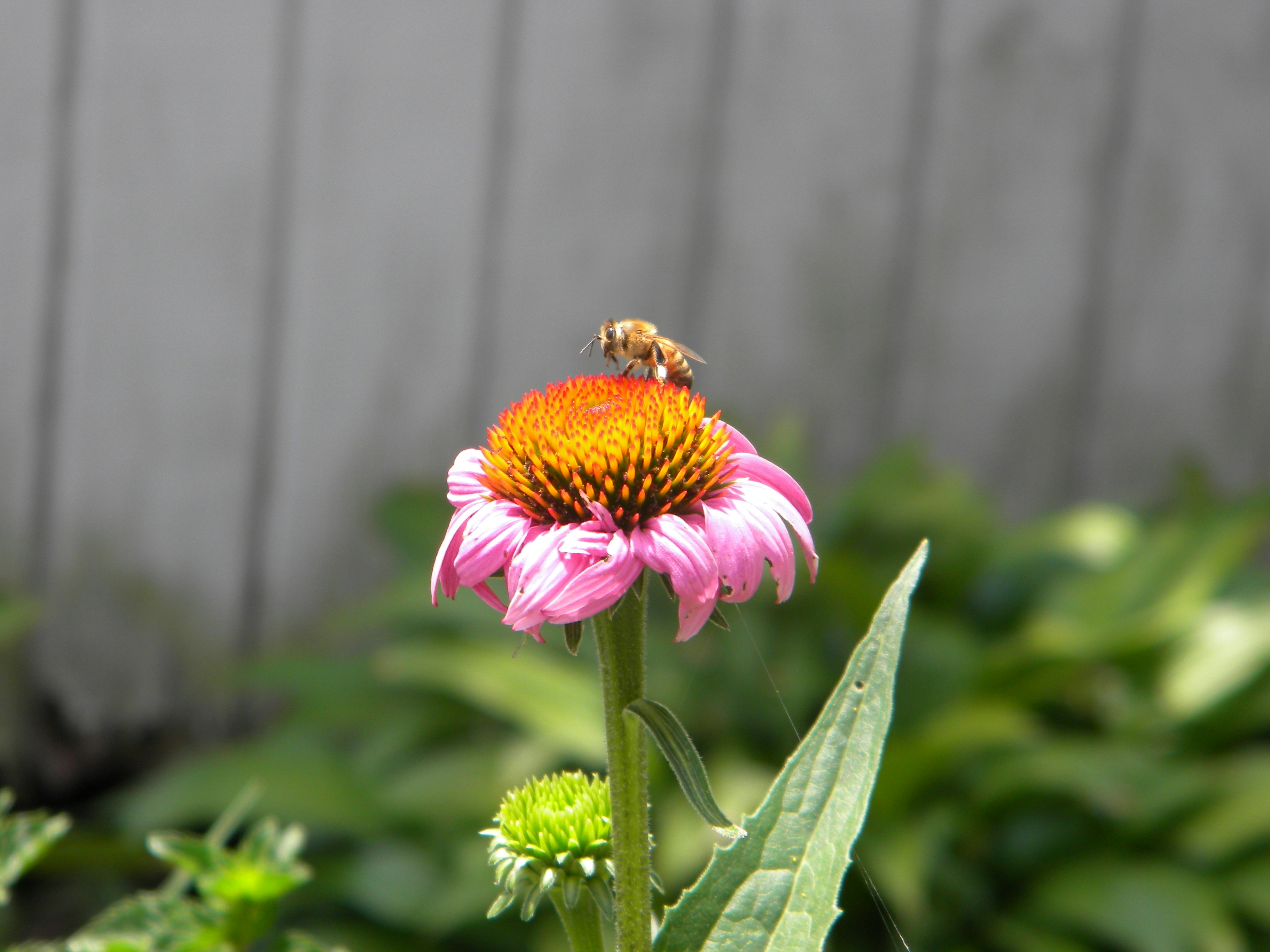 a pink flower with a bee on it