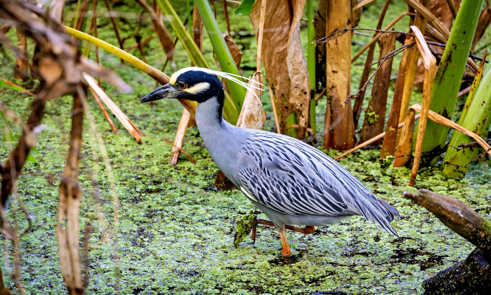 a bird is walking through a swampy area