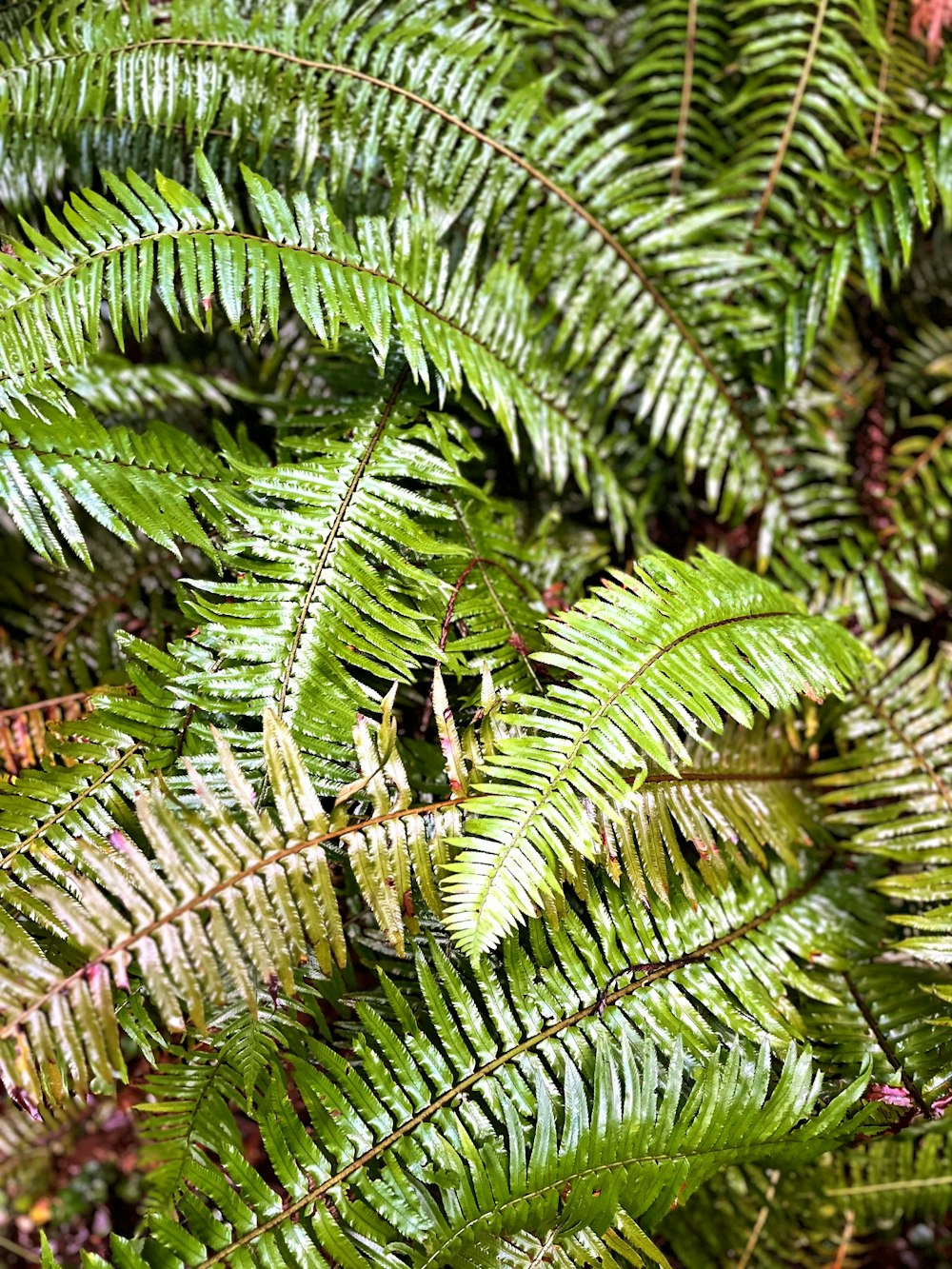 a close up of a green plant with lots of leaves