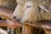 A sheep with curly wool is eating straw or hay from a person's hand. The sheep's head is in close proximity to the hand, showcasing a gentle interaction. Wooden beams are visible in the background, suggesting a farm or rustic setting.