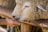 A sheep with curly wool is eating straw or hay from a person's hand. The sheep's head is in close proximity to the hand, showcasing a gentle interaction. Wooden beams are visible in the background, suggesting a farm or rustic setting.