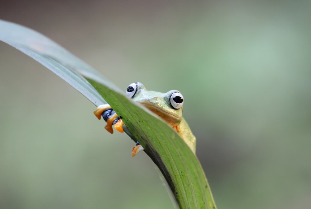 a frog with eyes that look like they are peeking out from behind a leaf