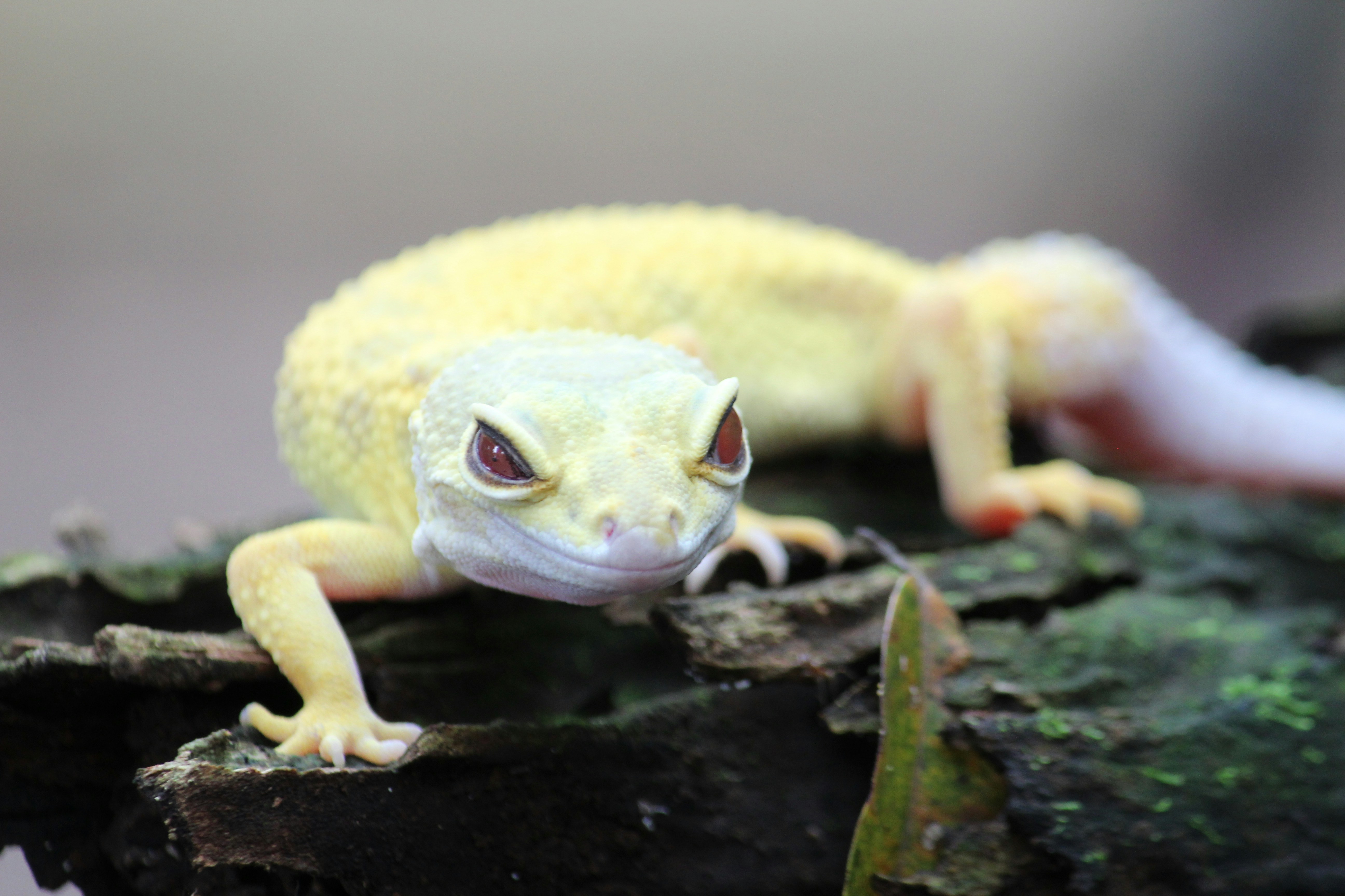 How to Maintain the Proper Humidity Level for Geckos GeckoSavvy