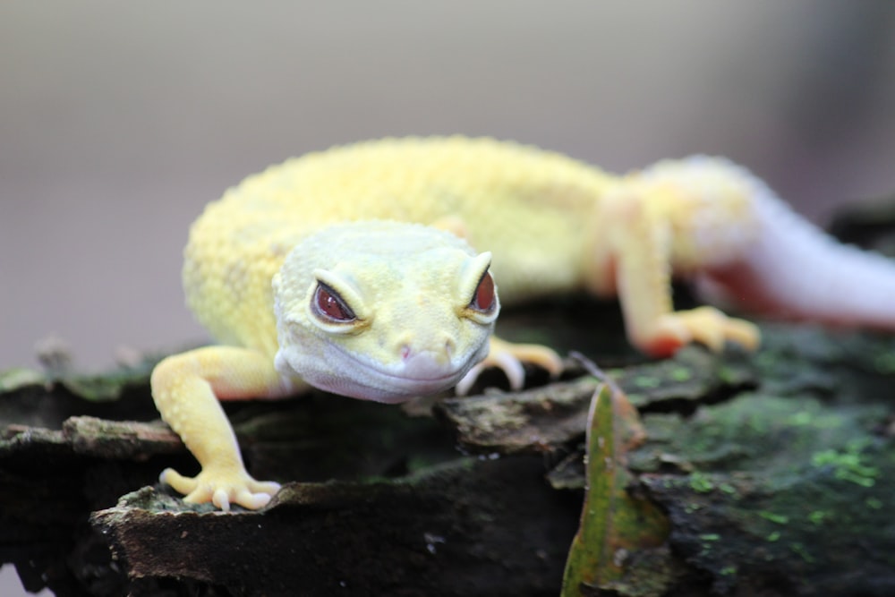 a close up of a yellow and white gecko