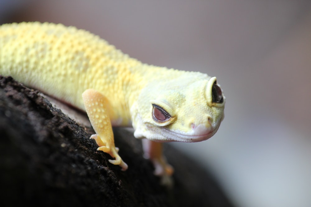 a small yellow gecko sitting on top of a rock