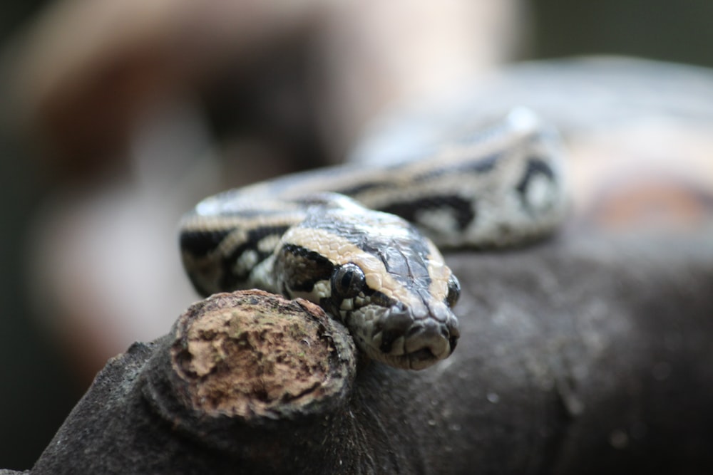 a close up of a small animal with a blurry background