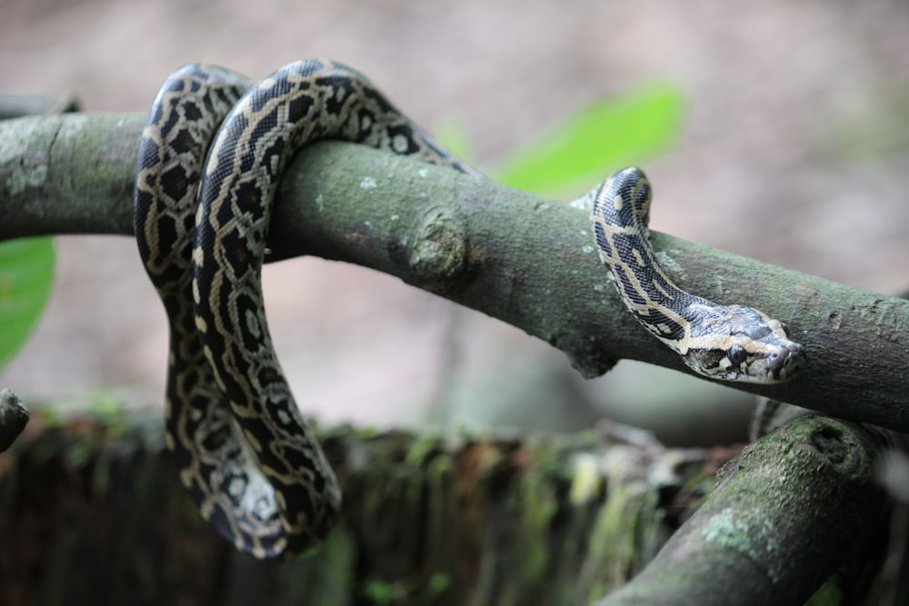 a snake is curled up on a tree branch
