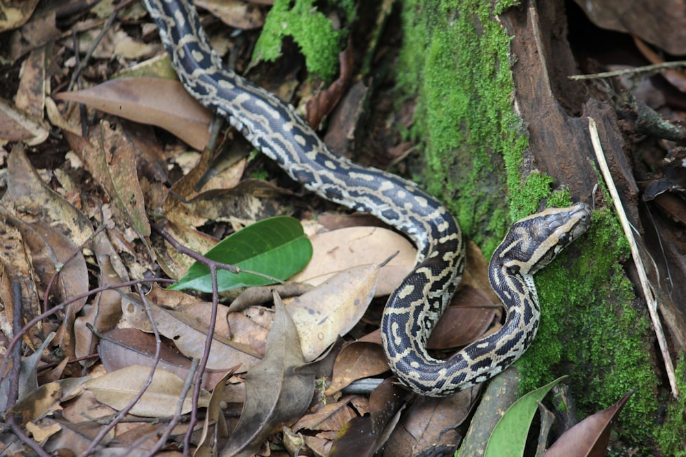 a snake that is laying on the ground