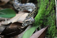 a snake that is laying down on the ground