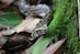 a snake that is laying down on the ground