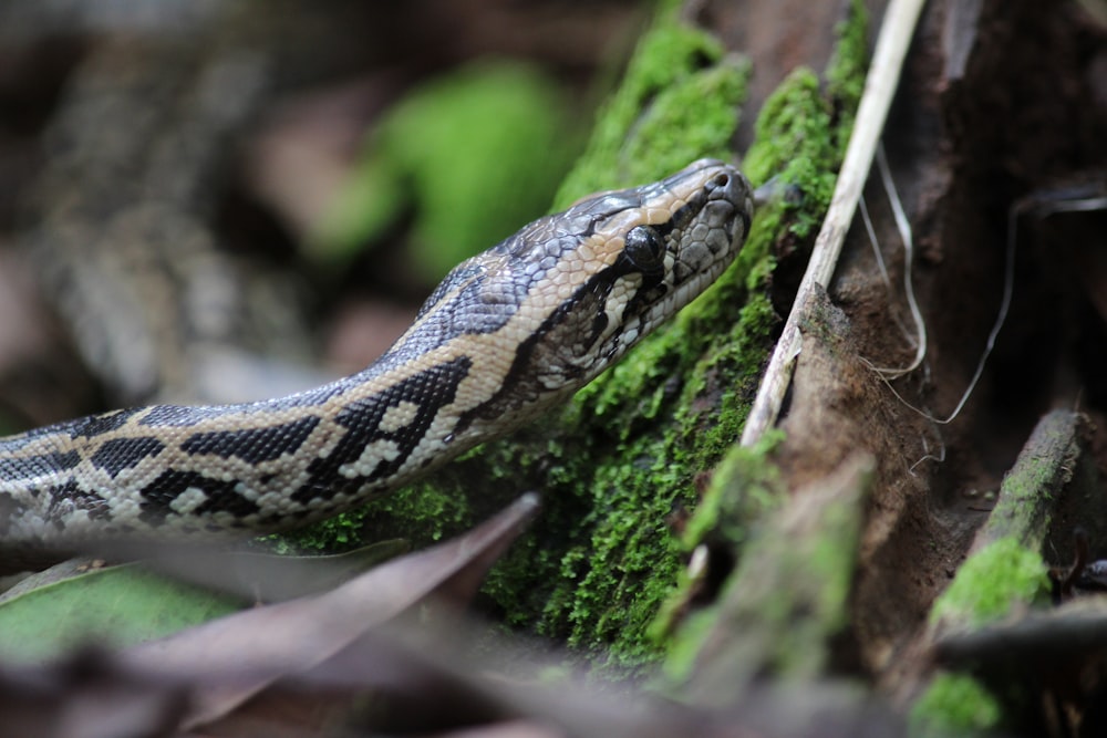 a close up of a snake on a tree