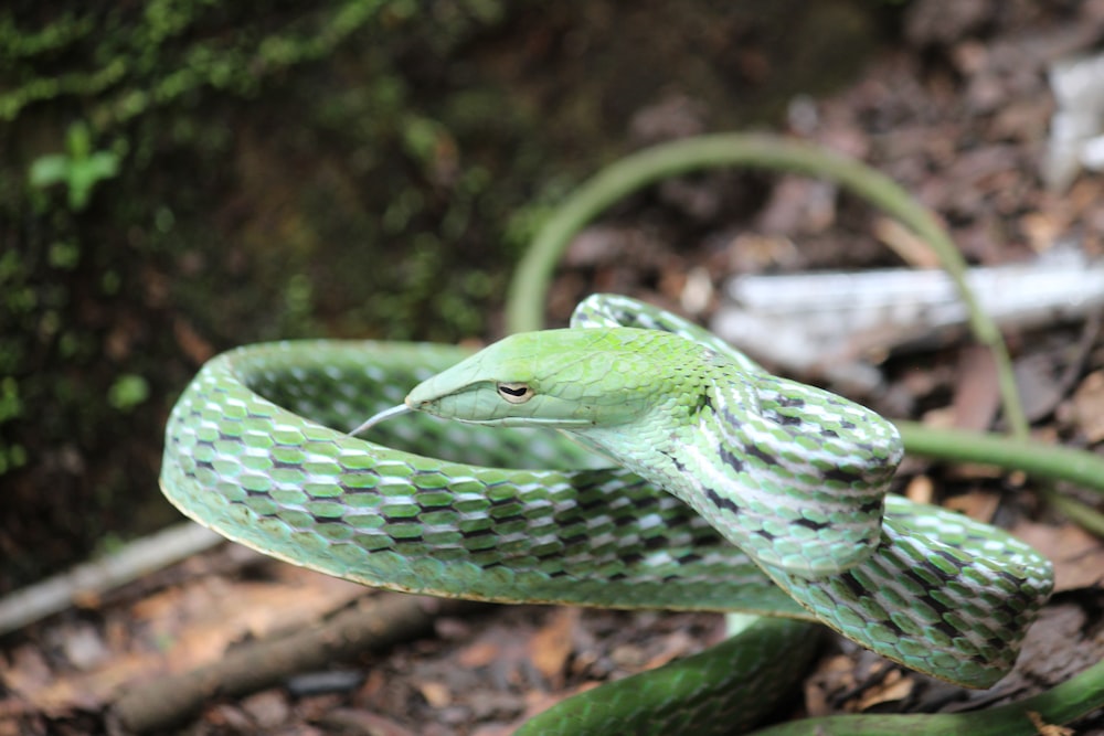 a close up of a green snake on the ground