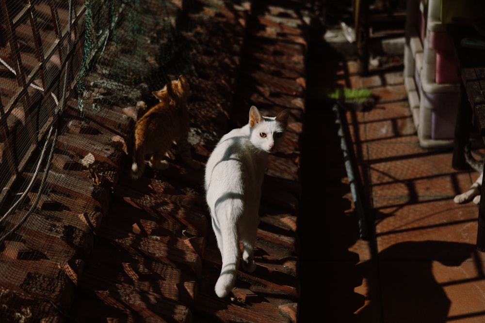 a white cat walking down a brick walkway