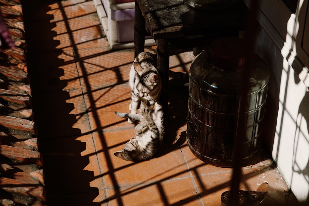 a cat laying on the ground next to a chair