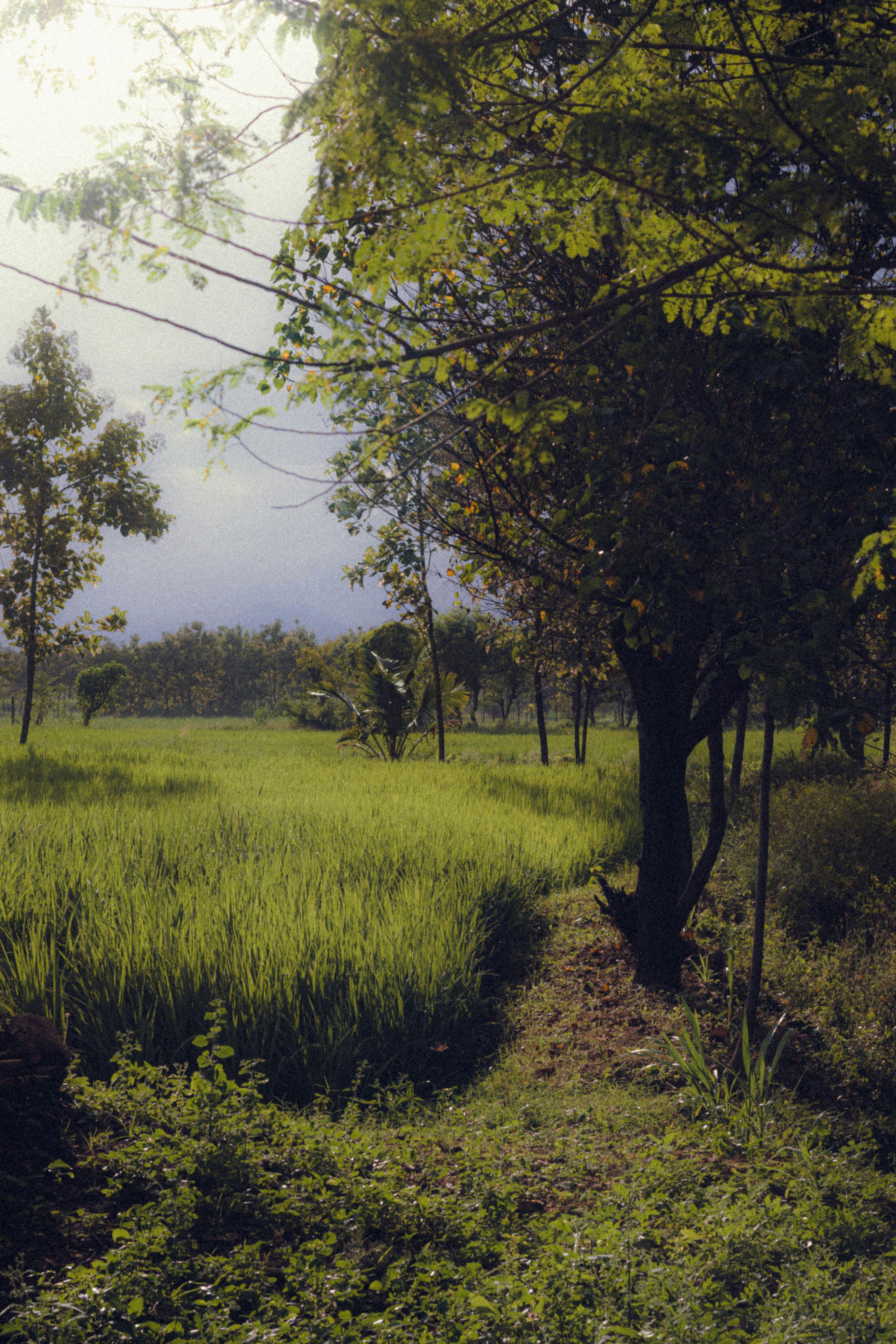 Photo by dhilipantony