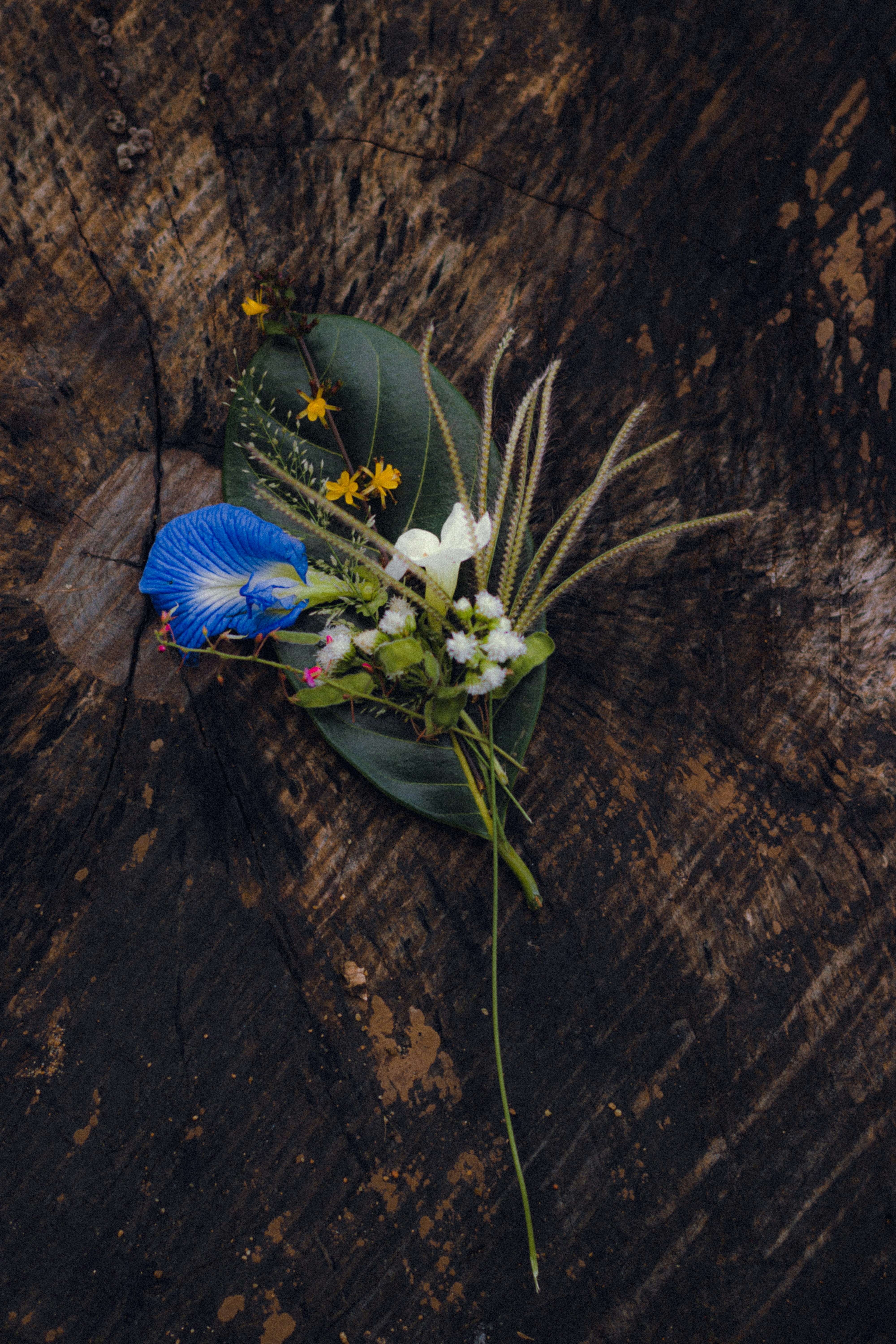 uma flor azul e branca sentada em cima de uma mesa de madeira