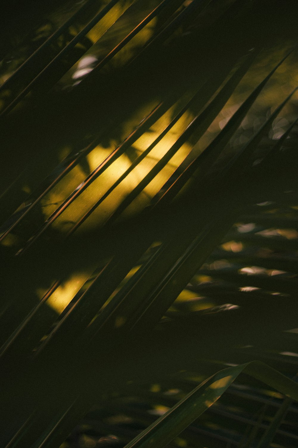 a blurry photo of a banana tree leaves