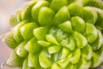 A close-up view of a vibrant green plant with overlapping leaf patterns, presenting a textured and symmetrical appearance. The leaves have subtle variations in color, with lighter edges and detailed vein structures, giving a fresh and natural look.