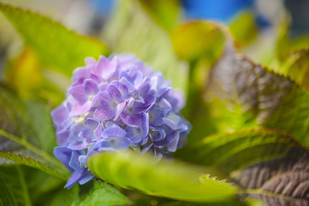 a close up of a purple flower with green leaves