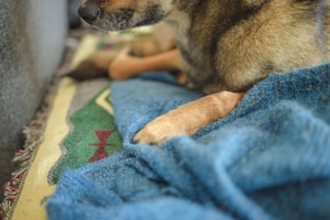 Calming Comfort Mat