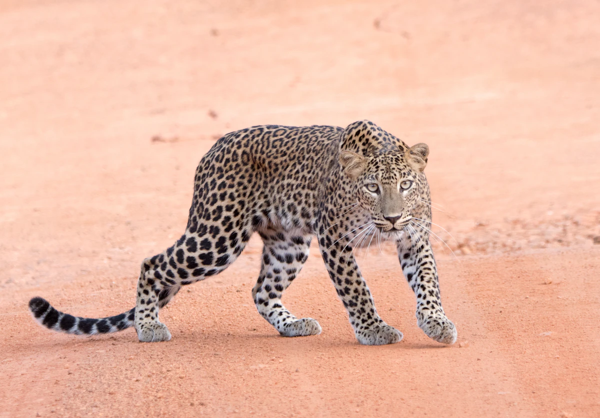 Sri Lankan leopard in Wilpattu National Park