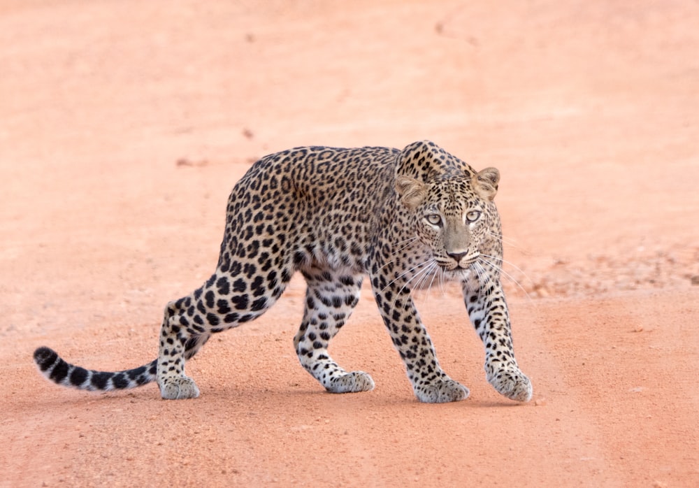 a small leopard walking across a dirt field