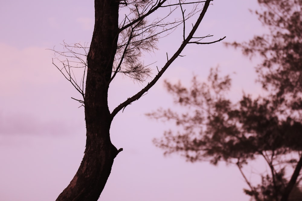 Un pájaro encaramado en la cima de la rama de un árbol