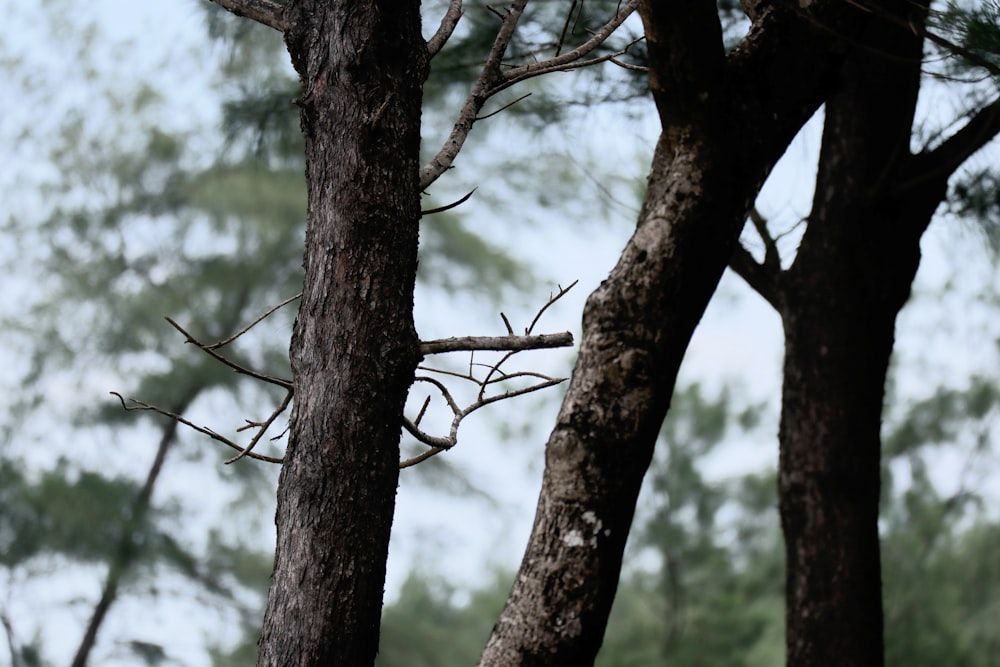 Un pájaro encaramado en la cima de la rama de un árbol