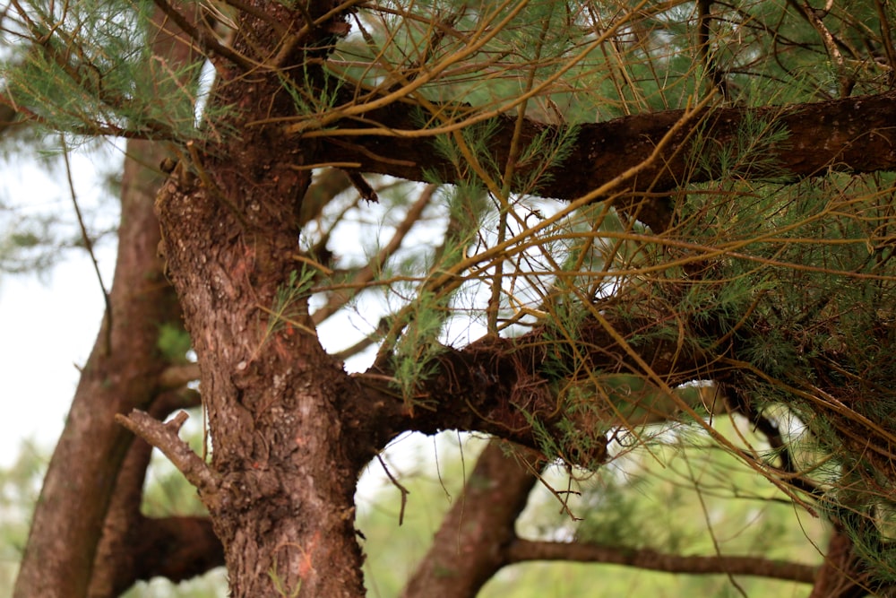 a bird is perched on a tree branch