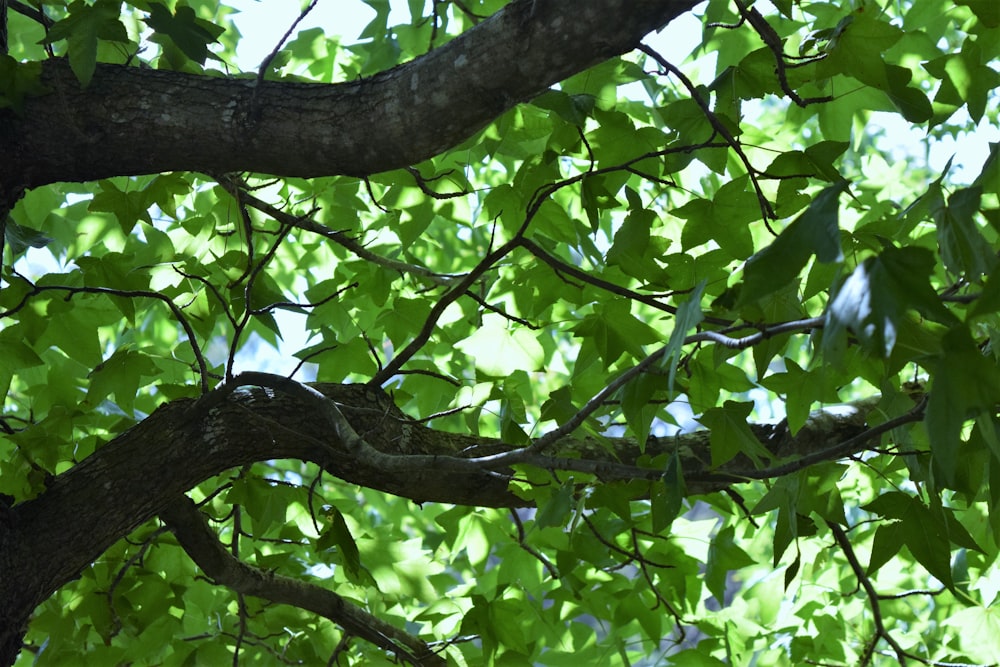 a bird perched on a branch of a tree