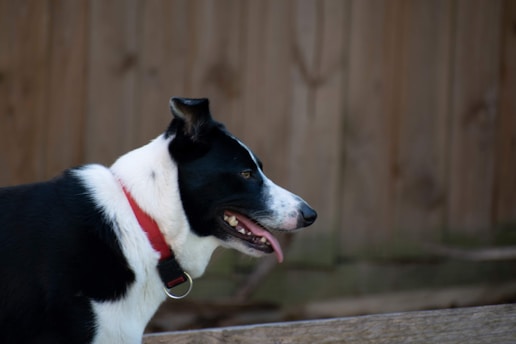 A black and white dog with a red collar is looking to the side against a blurred wooden fence background.