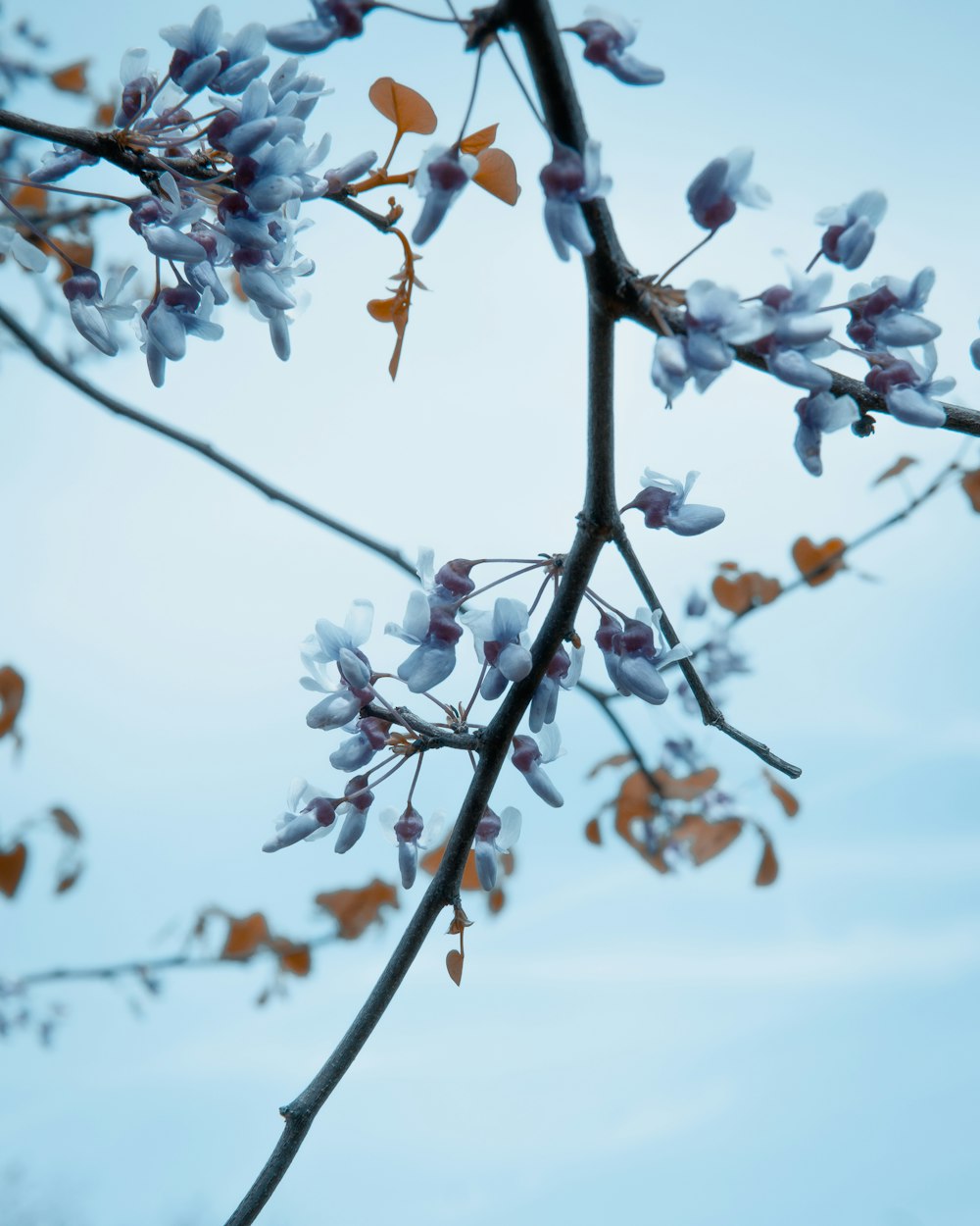 a tree branch with purple flowers against a blue sky