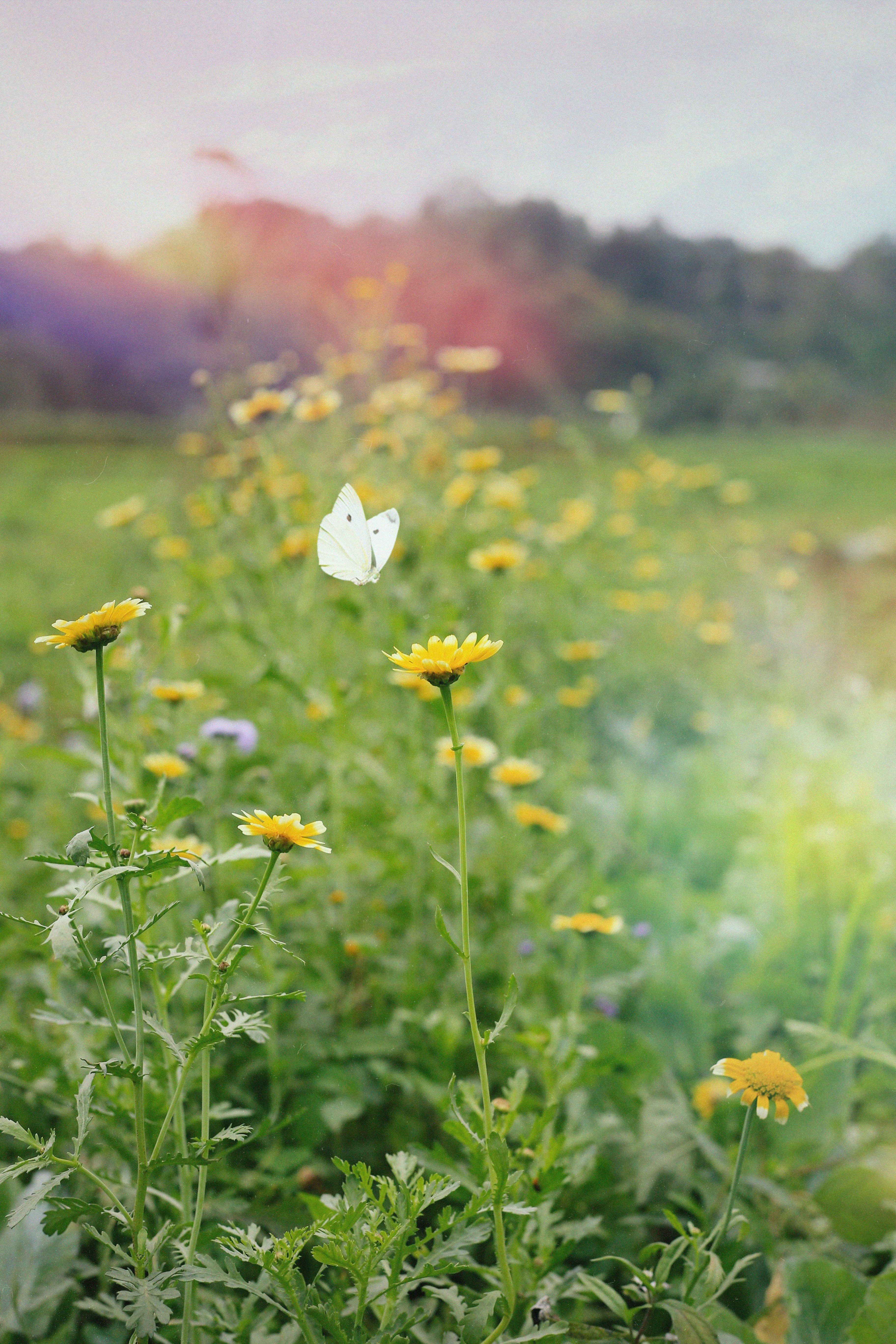 Photo by maitrung_kien