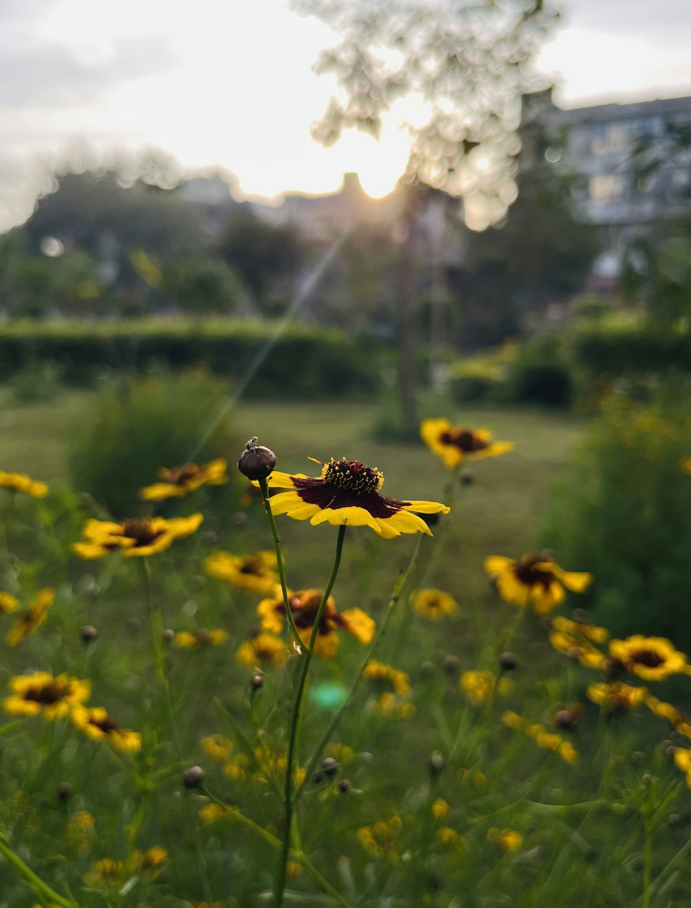 a field of yellow flowers with the sun in the background