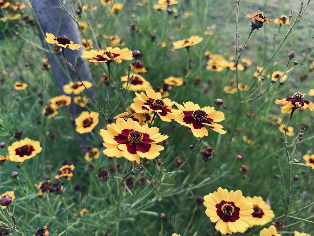 a field full of yellow and red flowers