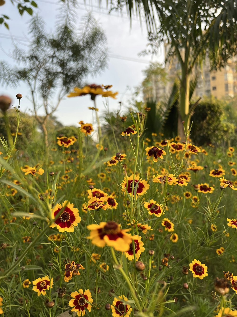 a field full of yellow and red flowers