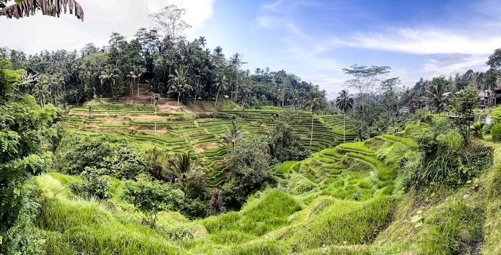 a lush green hillside covered in lots of trees