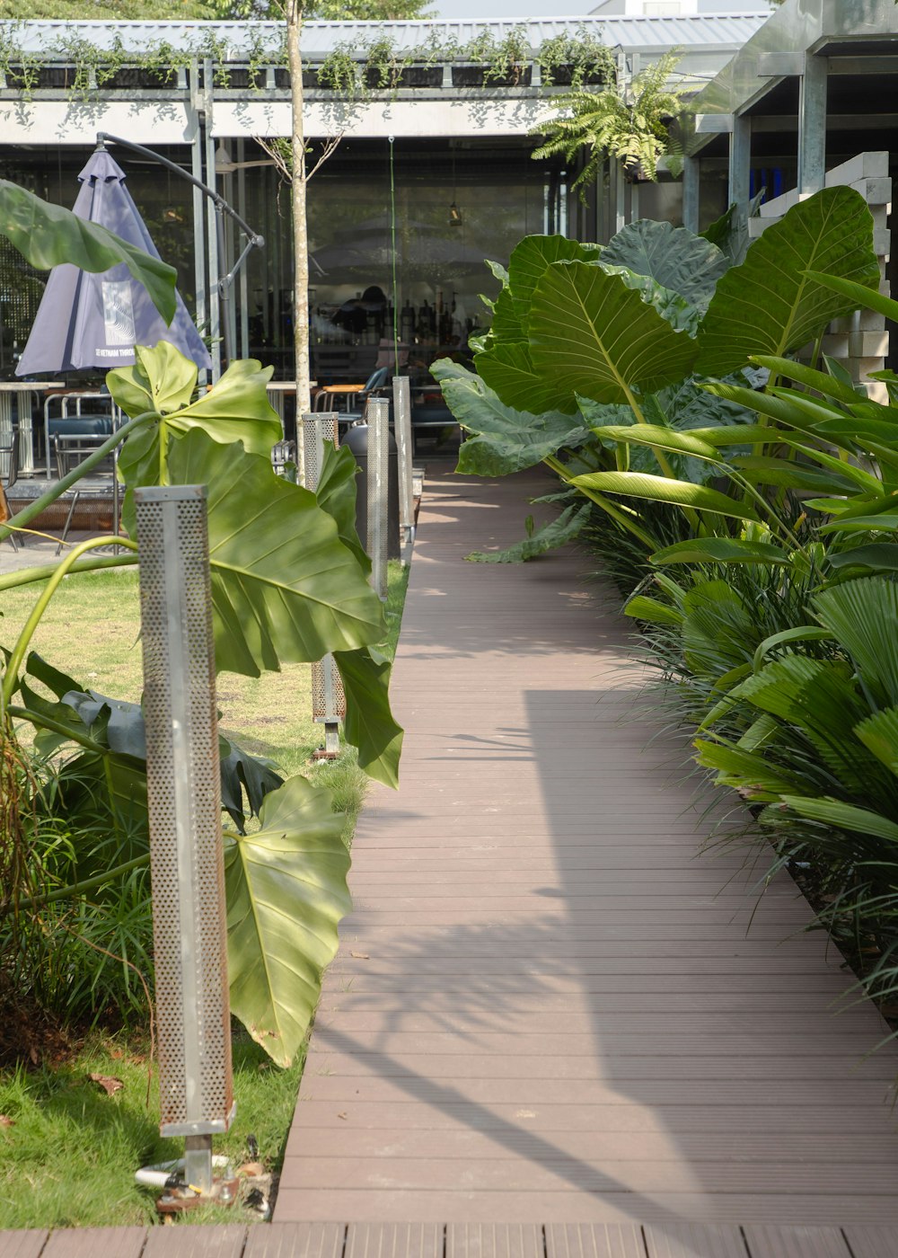 a wooden walkway between two large green plants