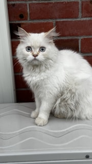 A fluffy white cat with blue eyes is sitting on a light-colored, wavy surface in front of a brick wall. The cat's fur appears well-groomed, and its ears are perked up, giving an alert expression.