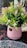 A pink ceramic pot filled with lush, green foliage and small pink flowers is placed on a decorative surface. The pot has a gold label, adding a touch of elegance. The arrangement sits on a table with a lace-like or woven tablecloth pattern visible beneath.