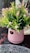 A pink ceramic pot filled with lush, green foliage and small pink flowers is placed on a decorative surface. The pot has a gold label, adding a touch of elegance. The arrangement sits on a table with a lace-like or woven tablecloth pattern visible beneath.