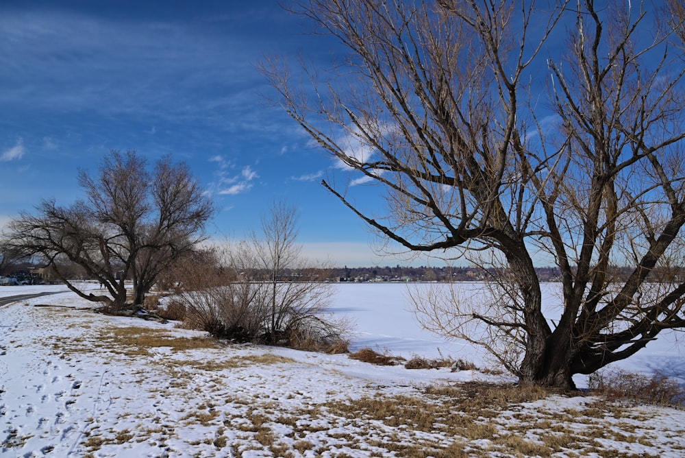 Un campo cubierto de nieve con árboles y un cielo azul