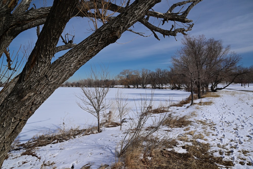 前景に木がある雪に覆われた野原