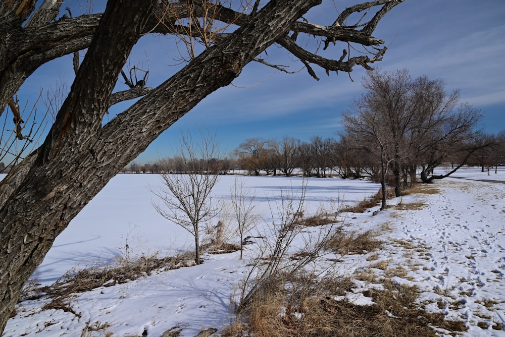 a snow covered field with a tree in the foreground