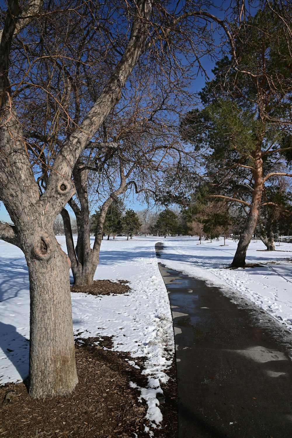 木々が生い茂る雪景色公園を通る小道