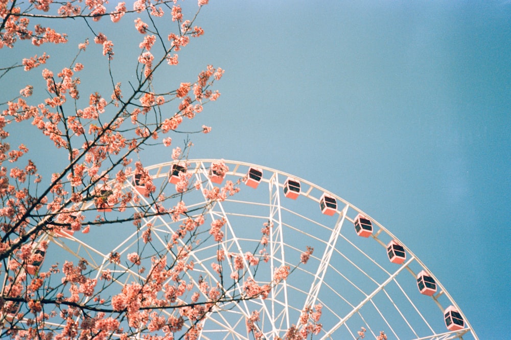 a ferris wheel sitting next to a tree with pink flowers