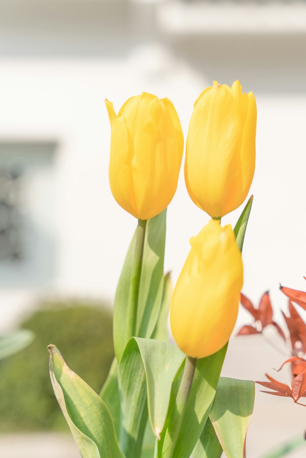 three yellow tulips are in a vase on a table