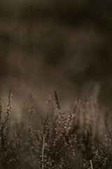 Close-up of dried wild plants with blurred background, creating a soft, natural texture.